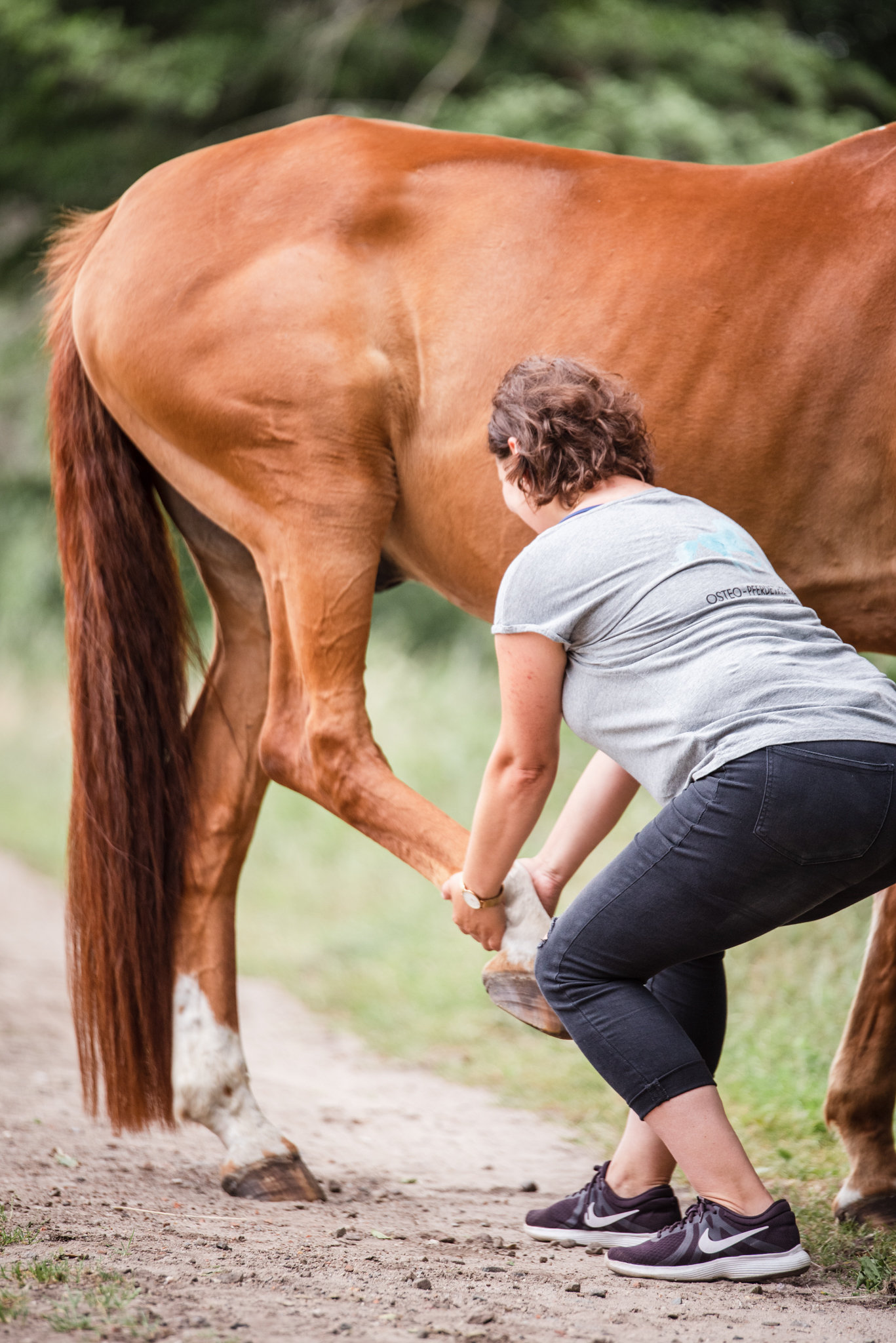Pferdeosteopathie NIna Sass Oateopathie