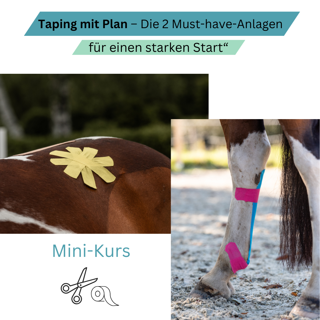 Taping mit Plan – Die 2 Must-have-Anlagen für einen starken Start“ (1) Taping Mini Kurs